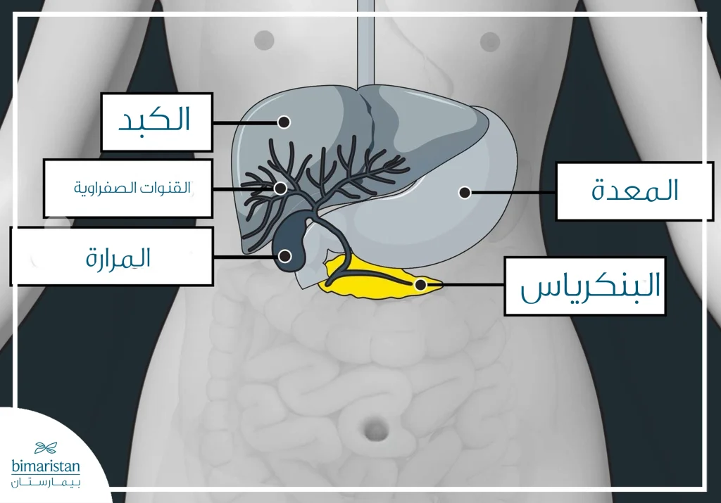 صورة توضح موقع البنكرياس والقنوات الصفراوية