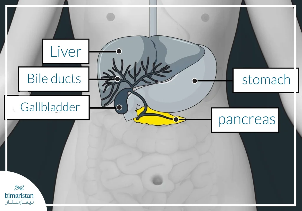 Image Shows Pancreas And Bile Ducts Location