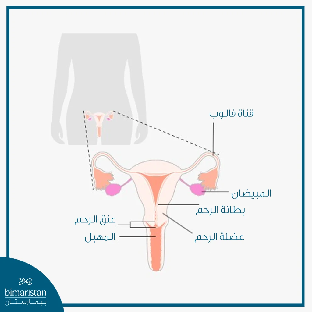 رسم تشريحي يوضح أجزاء الجهاز التناسلي الأنثوي، بما فيها الرحم وبطانته وعضلته وعنق الرحم والمهبل والمبيضان وقناتا فالوب.