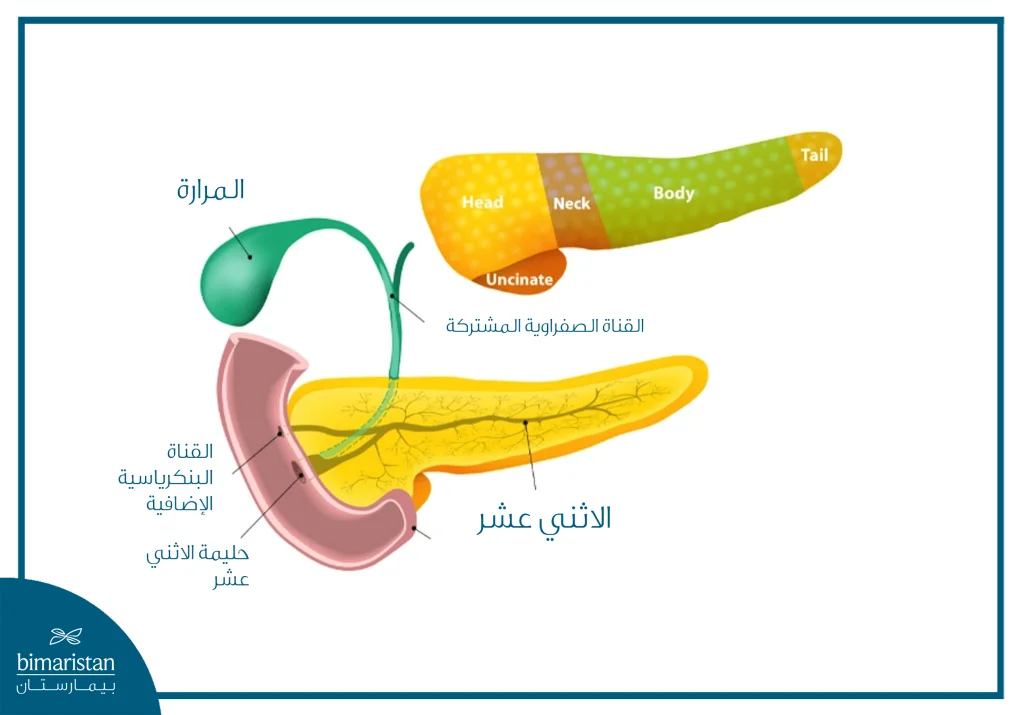 علاج سرطان رأس البنكرياس: أحدث الطرق الجراحية ونسب الشفاء 4 توضح الصورة أجزاء البنكرياس والقنوات الصفراوية وعلاقتها بالمعدة والاثني عشر، مع تقسيم البنكرياس إلى الرأس والجسم والذيل.