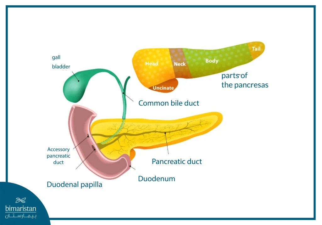 Treatment For Pancreatic Head Cancer: The Latest Surgical Methods And Cure Rates 3 The Image Shows The Anatomy Of The Pancreas And Its Relationship With The Bile Ducts, Stomach, And Duodenum, Highlighting The Head, Body, And Tail.