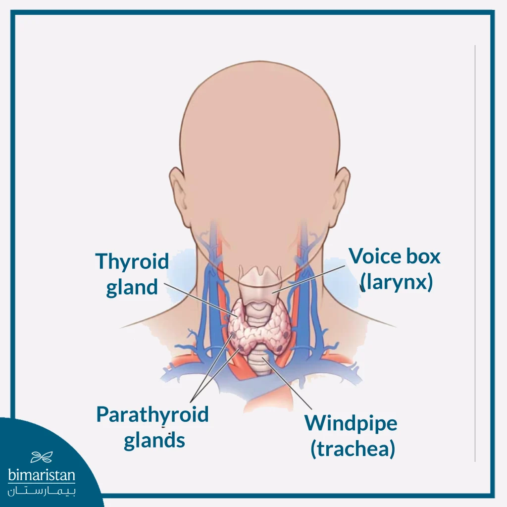 An Illustration Showing The Location Of The Parathyroid Glands In The Neck.