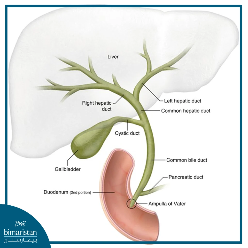 Bile Duct Cancer: Symptoms, Diagnosis, And The Latest Treatment Methods 2 An Image Illustrating Bile Ducts