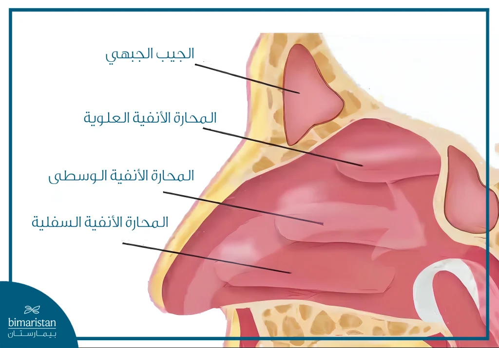 رسم توضيحي يبيّن موقع القرينات الأنفية ضمن التجويف الأنفي.