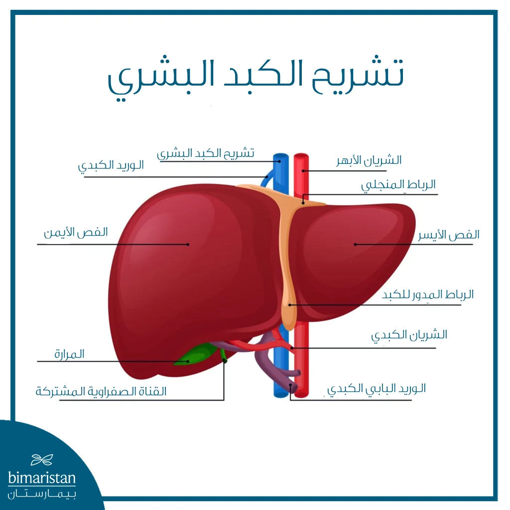 رسم طبي يوضح تشريح الكبد وفصوصه والأوعية الدموية والقنوات الصفراوية المرتبطة به.
