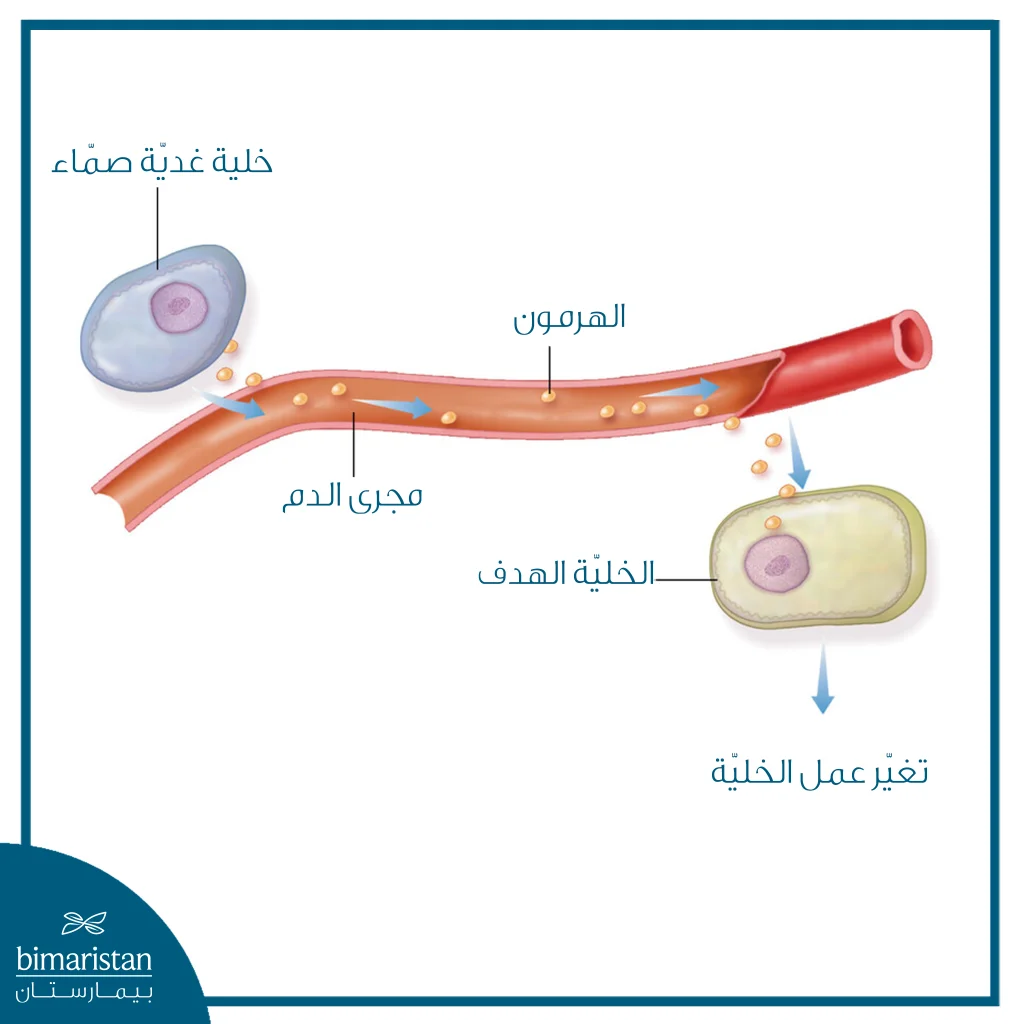 متلازمة الأورام الصماويّة المتعددة (Men): الأعراض، التشخيص، والعلاج 2 صورة توضح مسار انتقال الهرمونات من الغدة الصماء إلى الخلية الهدف
